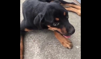 Homem é preso em Maceió por maus-tratos a animais