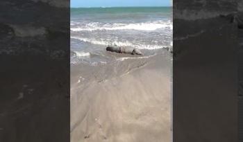 Peixe-boi é encontrado morto em praia da Barra de Santo Antônio