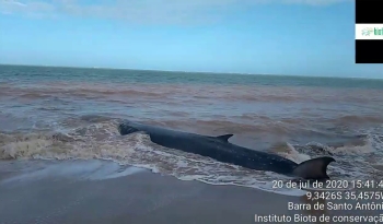 Baleia é encontrada encalhada em praia na Barra de Santo Antônio