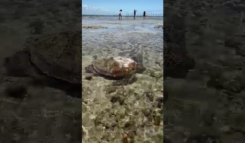 Tartaruga fica presa em piscina natural após perder o tempo da maré